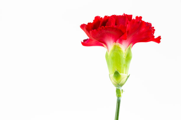 istock beautiful dianthus flower isolated on white background 648671880