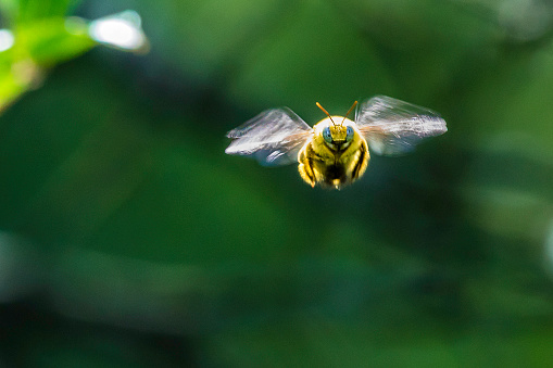 Bumble bee seen from the front in flight, short depth of focus.