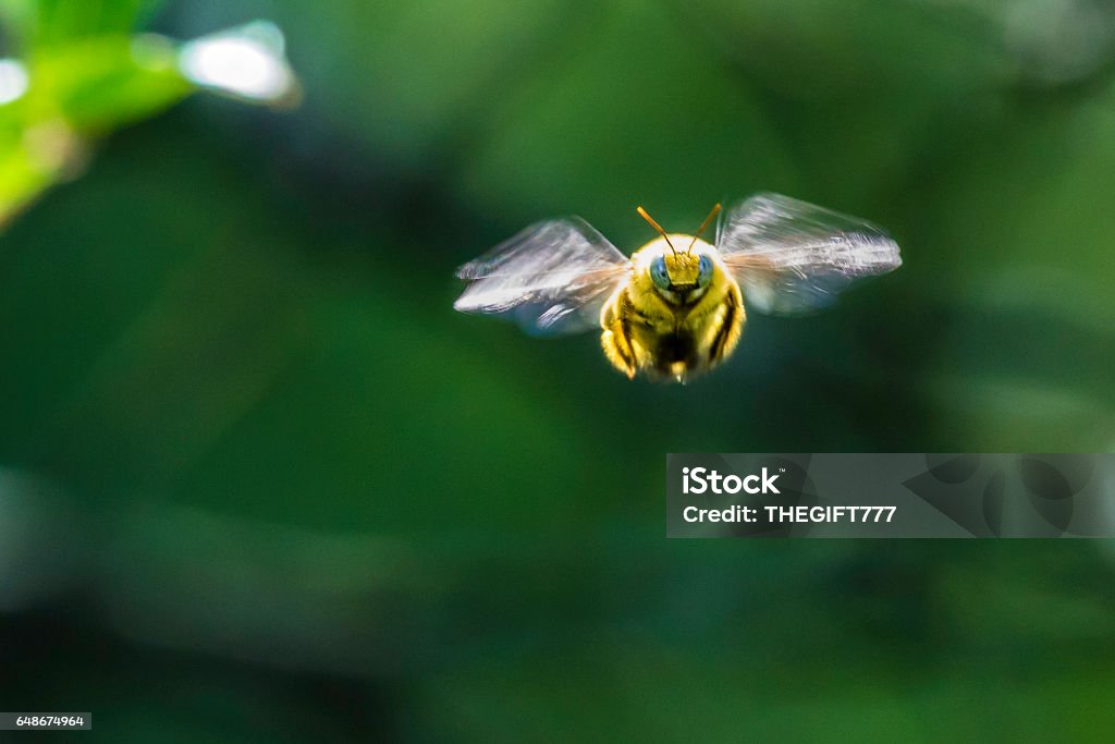 Bumble bee from the front Bumble bee seen from the front in flight, short depth of focus. Flying Stock Photo