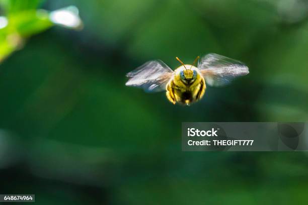 Bumble Bee From The Front Stock Photo - Download Image Now - Flying, Bumblebee, Bee