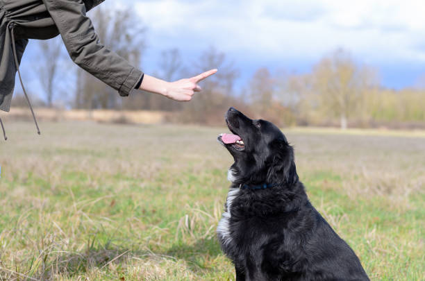 istock Young woman teaching her black dog obedience 648679274