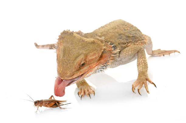 bearded dragons bearded dragons eating cricket in front of white background lizard eating stock pictures, royalty-free photos & images