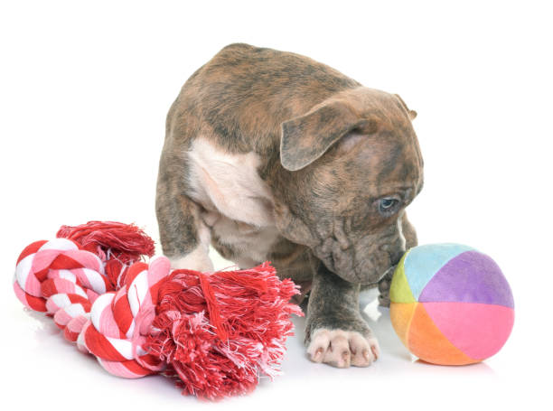istock puppy american staffordshire terrier 648685174