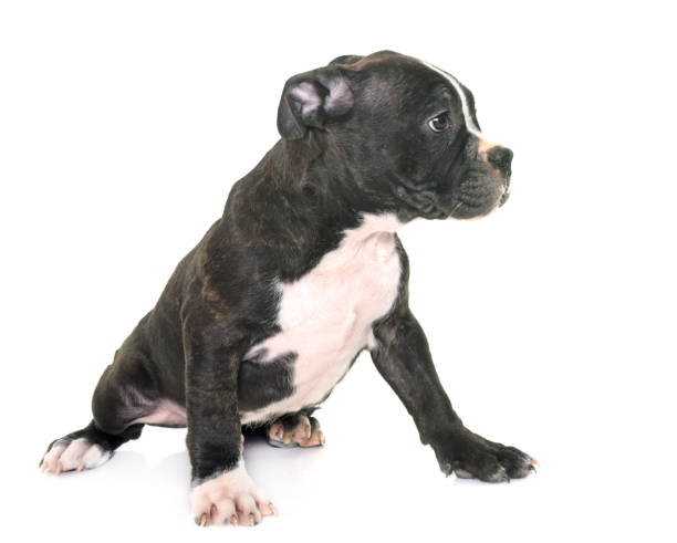 istock puppy american staffordshire terrier 648688380