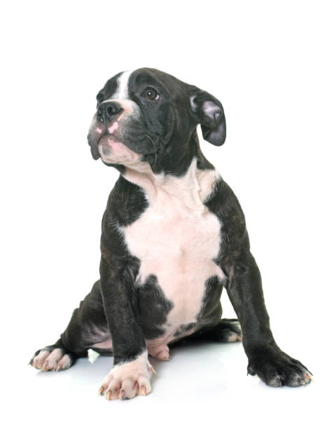 istock puppy american staffordshire terrier 648690492
