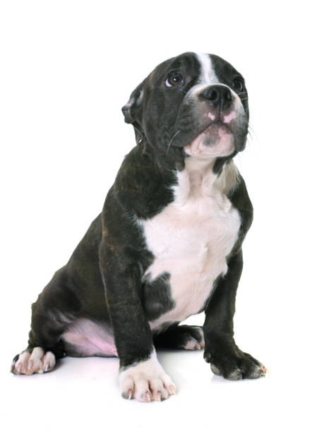 istock puppy american staffordshire terrier 648690614