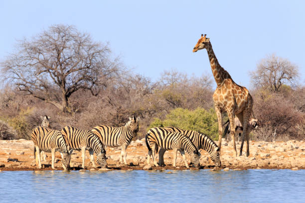 istock Giraffe and Zebras  in  Etosha Park Namibia 648691106