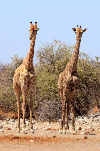 istock Giraffe  in  Etosha Park Namibia 648691220