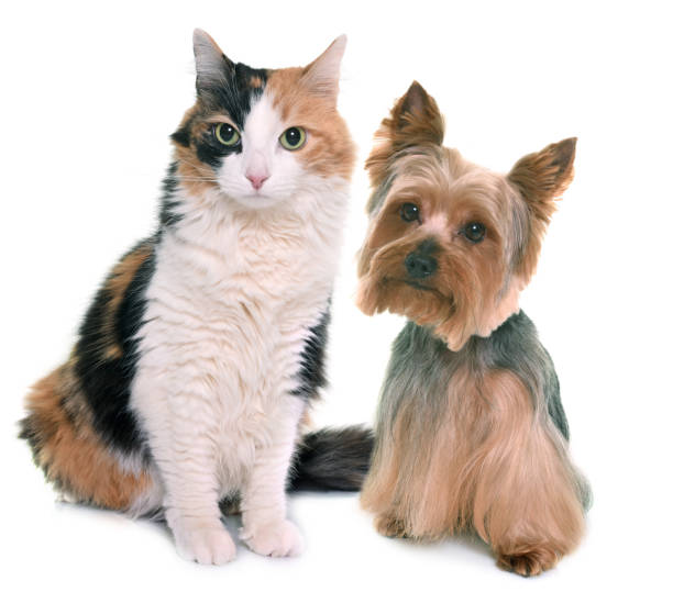 istock tricolor cat and yorkshire terrier 648691416