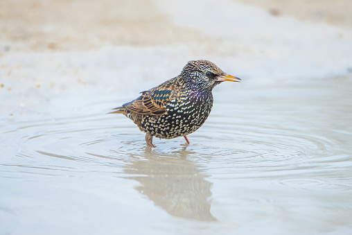 Common Starling, bird bathing in the puddle