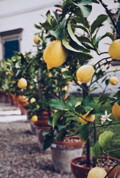 pianta di limone con limone acido giallo frutta in vaso - pianta nana foto e immagini stock