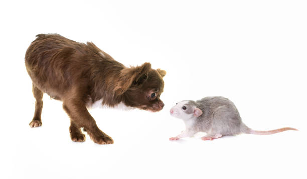 istock puppy chihuahua and rat 648694358
