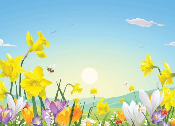 blumenwiese am morgen - daffodil spring backgrounds sky stock-grafiken, -clipart, -cartoons und -symbole