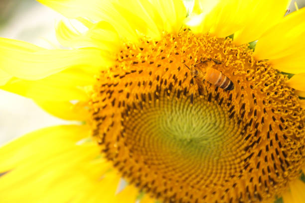 istock Beautiful nature with close up of bee 648695020
