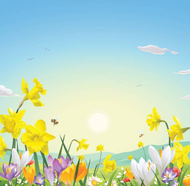 개척시대의 아이리�스입니다 필드 - daffodil spring backgrounds sky stock illustrations