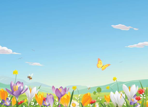 ilustrações, clipart, desenhos animados e ícones de campo de flor  - spring flower backgrounds field