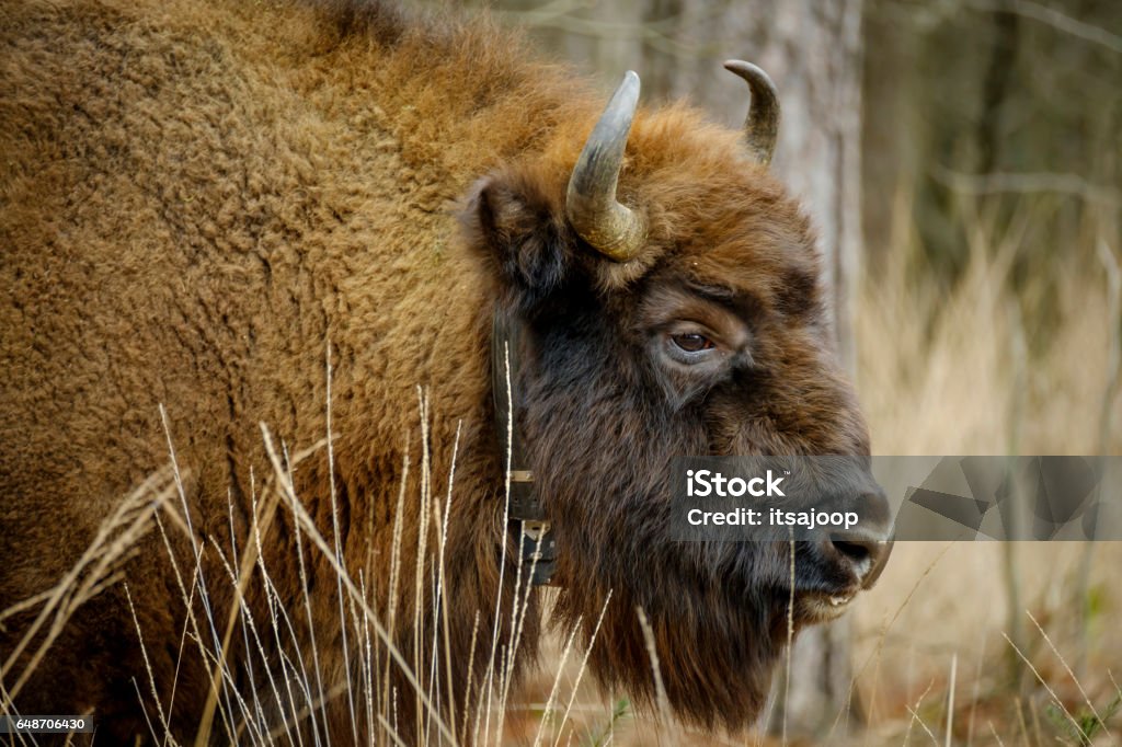 wisent standing in the forest of the natural park, Maashorst a wisent The European bison stands in the natural park of the Maashorst, Netherlands Agriculture Stock Photo