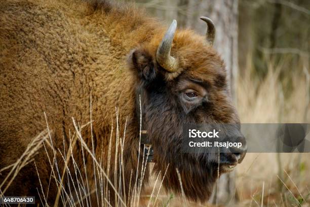Wisent Standing In The Forest Of The Natural Park Maashorst Stock Photo - Download Image Now