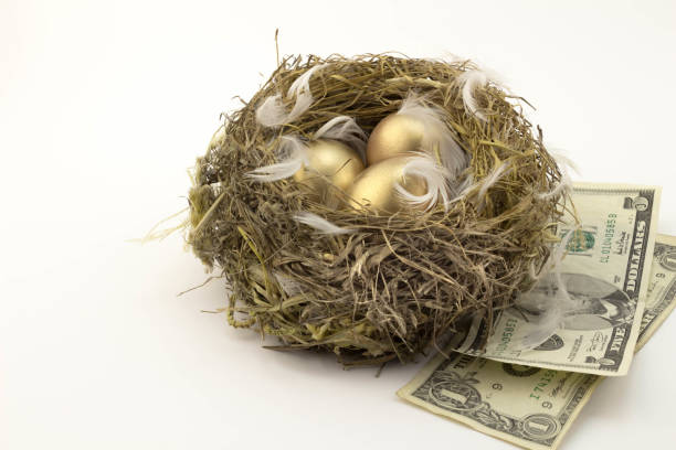 istock Gold eggs in feathered nest isolated on white background with two dollar bills 648710954