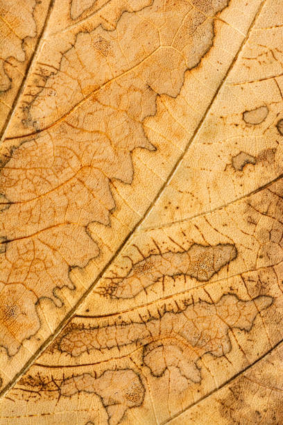istock close-up,dry yellow autumn leaf 648711584