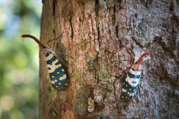 istock Pyrops candelaria or lantern Fly and sometime we call trunk cicada or trunk butterfly 648717696