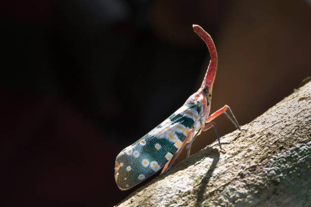 istock Pyrops candelaria or lantern Fly and sometime we call trunk cicada or trunk butterfly 648717832