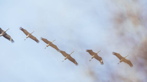 istock Group of Common crane ( Grus Grus) in the sky above 648718122