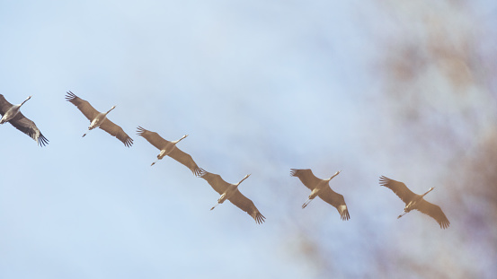 Group of Common crane ( Grus Grus) in the sky above