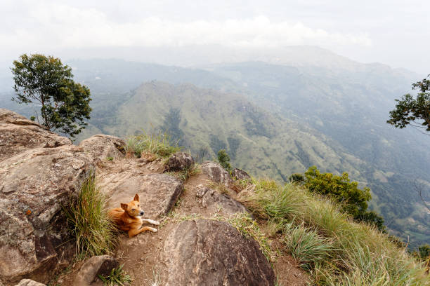 Mountain landscape in Sri Lanka. Dog in the mountains landscape. ella sri lanka stock pictures, royalty-free photos & images