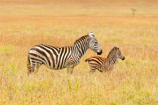 istock Baby zebra with it's mother, 648720808