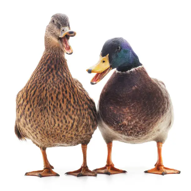 Two wild ducks isolated on a white background.