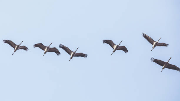 istock Group of Common crane ( Grus Grus) in the sky above 648721284