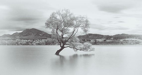 Iconic lone tree in Lake Wanaka in the south island of New Zealand