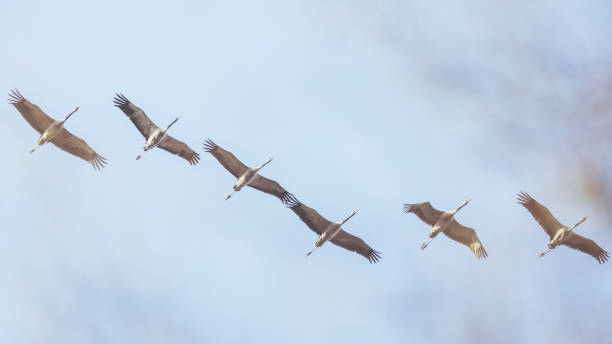 istock Group of Common crane ( Grus Grus) in the sky above 648723892