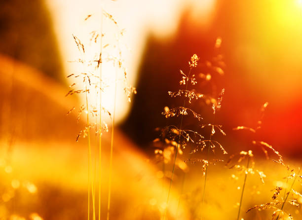 istock Sunset grass blades with light leak and flare background 648724206
