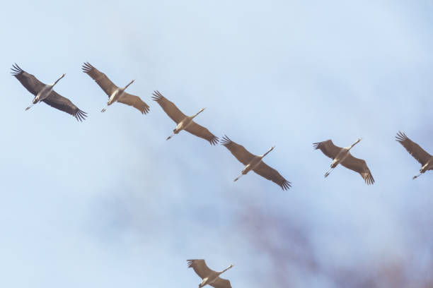 Group of Common crane ( Grus Grus) in the sky above