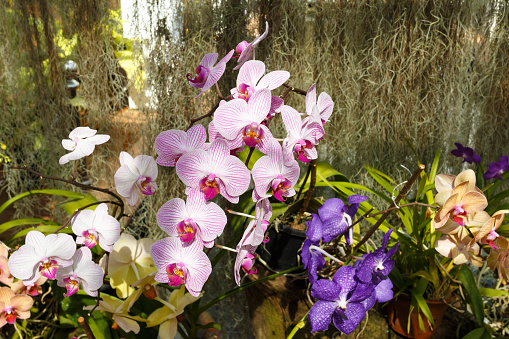 Garden orchids House