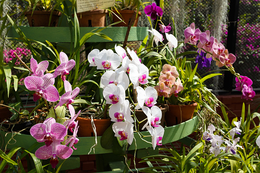 Garden orchids House