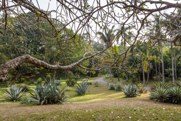istock Beautiful nature. Peradeniya. Sri Lanka. 648724874