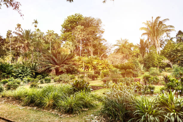istock Beautiful nature. Peradeniya. Sri Lanka. 648724878