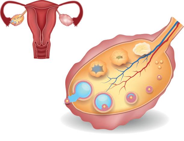 ilustraciones, imágenes clip art, dibujos animados e iconos de stock de ovario, el detallado desarrollo folicular y el útero - ovary