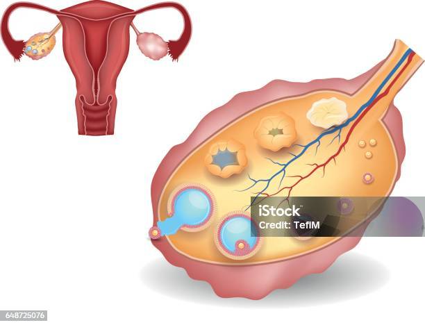 Ovary Detailed Follicular Development And Uterus Stock Illustration - Download Image Now - Ovary, Human Egg, Hair Follicle