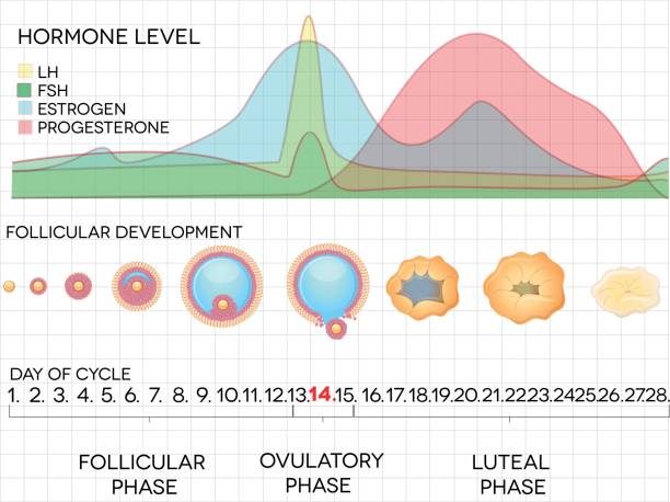 Female menstrual cycle Female menstrual cycle, ovulation process and hormone levels, detailed medical illustration. follicular thyroid cancer stock illustrations