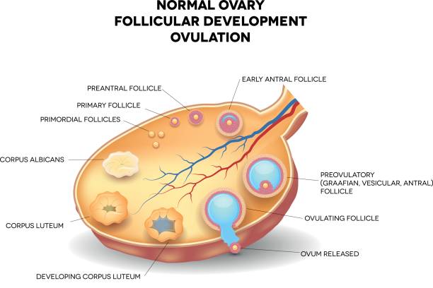 ilustraciones, imágenes clip art, dibujos animados e iconos de stock de ovario normal, desarrollo folicular y la ovulación - ovulation