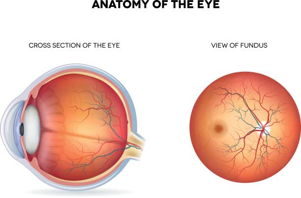 눈의 구조 - sclera stock illustrations