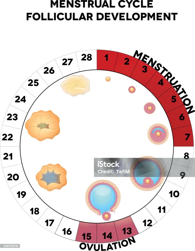 Menstrual cycle graphic, detailed follicular development Menstrual cycle graphic, detailed follicular development illustration, menstruation and ovulation days. Isolated on a white background. Menstruation stock vector