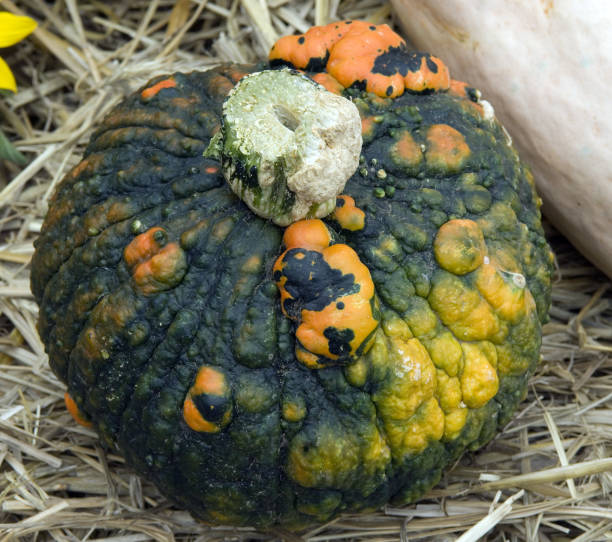 istock Grosser, Warziger, Pumpkin; Cucurbita; Pepo 648725364
