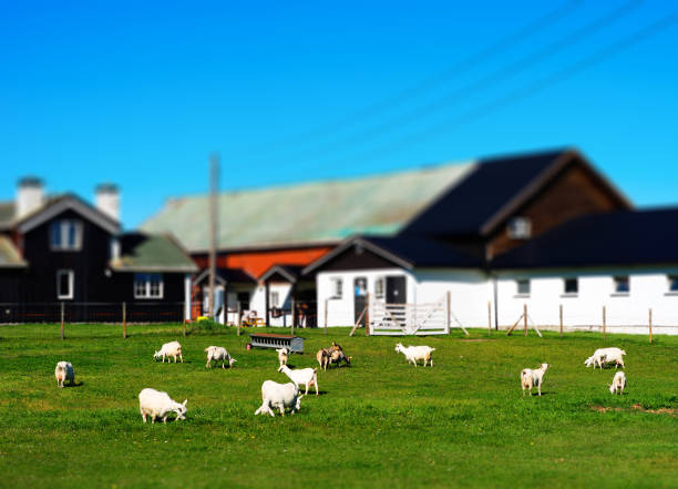 istock Norway micro toy farm with sheep landscape background 648726400