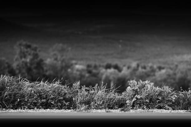 Black and white mountain road with grass border background hd