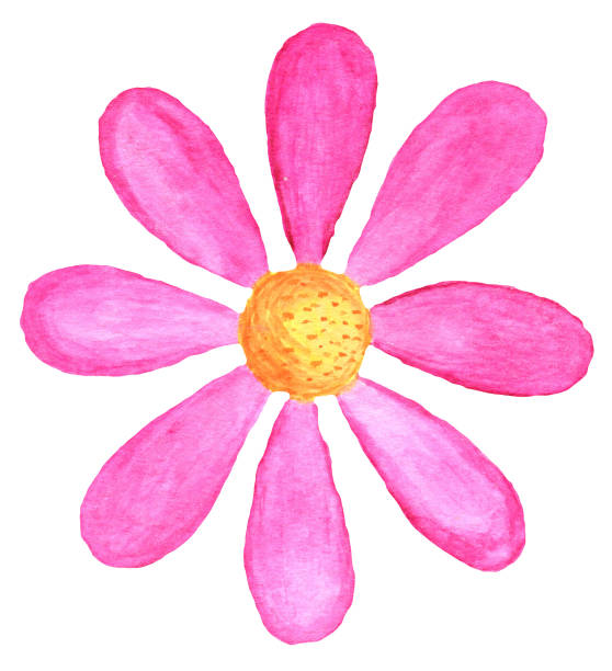 istock Pink daisy in watercolor 648736506